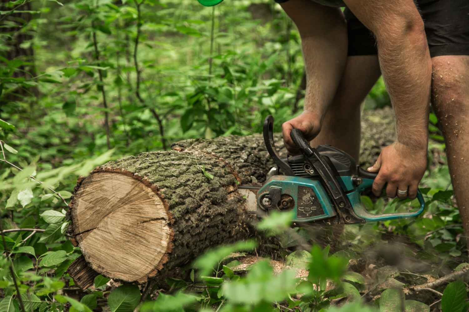 Tree Branch Trimming in Salamatof, AK